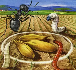 Four Animals Prints: Bugs in a Farm Field