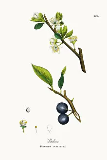 Images Dated 21st October 2017: Bulace, Prunus insititia, Victorian Botanical Illustration, 1863