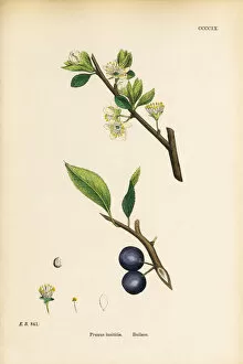 Images Dated 19th September 2017: Bulace, Prunus insititia, Victorian Botanical Illustration, 1863