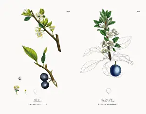 Bulace, Prunus insititia, Victorian Botanical Illustration, 1863