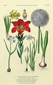 Bulb and Flowering Plants, Plant Kingdom, Victorian Botanical Illustration, Circa 1853
