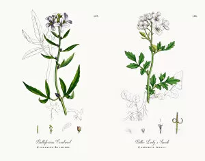 Images Dated 16th November 2017: Bulbiferious Coralwort, Cardamine Bulbifera, Victorian Botanical Illustration, 1863