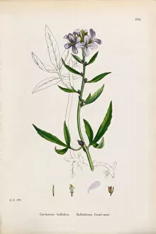 Images Dated 19th January 2017: Bulbiferious Coralwort, Cardamine Bulbifera, Victorian Botanical Illustration, 1863