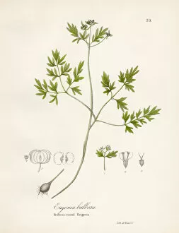 Images Dated 28th April 2017: Bulbous eriginia otanical engraving 1843