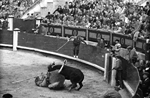 Bull Prints: A Bull Attacks