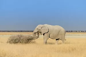 Bull elephant feeding at the edge of the Etosha Pan, African Elephant -Loxodonta africana-, Etosha National Park
