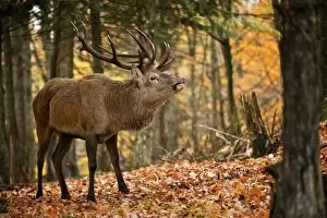 Images Dated 19th October 2012: Bull Elk Bugeling
