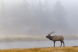 Montana Gallery: Bull Elk (Cervus canadensis) on foggy morning along Madison River, Yellowstone National Park