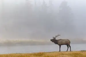 Bull Elk (Cervus canadensis) on foggy morning along Madison River, Yellowstone National Park, Montana, Wyoming, USA