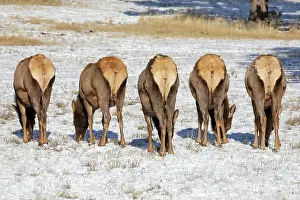 Bull Elk (Cervus canadensis) grazing in the light snow-covered field standing in a row with their white rears showing