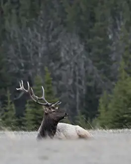 Antler Prints: Bull elk (Cervus canadensis), Jasper National Park