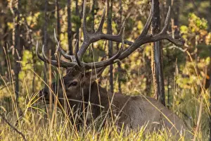 Bull elk (Cervus canadensis), Jasper National Park