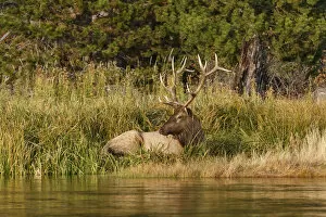 Images Dated 9th May 2016: Bull Elk (Cervus canadensis) along Madison River, Yellowstone National Park, Montana, Wyoming, USA