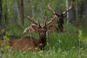 Lying On Front Prints: Bull elk (Cervus canadensis) resting in tall grasses, Banff National Park