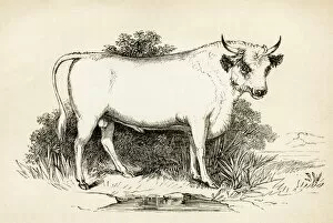 Images Dated 25th April 2017: Bull engraving 1851