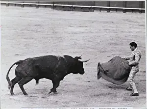 Caution Prints: Bull Fighter Tempting His Subject in the Ring