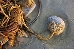 Blur Prints: Bull Kelp Seaweed Washed Up On Wickaninnish Beach In Pacific Rim National Park Near Tofino