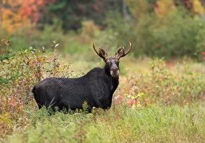 Images Dated 5th October 2013: Bull Moose
