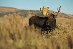 Images Dated 24th October 2014: Bull Moose