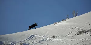 Images Dated 18th December 2016: Bull Moose