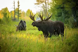 Images Dated 13th September 2014: Bull Moose