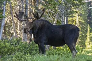 Images Dated 13th July 2016: Bull moose ( Alces Alces) standing in forest, Alta, Utah, USA