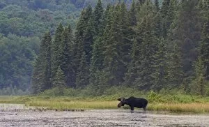 Images Dated 24th June 2014: Bull moose in Algonquin Park marsh