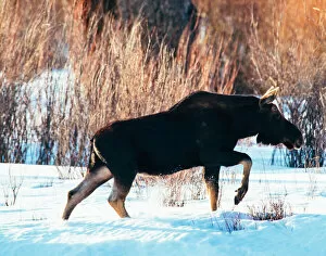 Images Dated 5th March 2016: Bull moose without antlers walking through snow