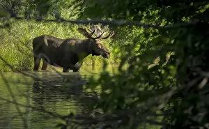 Images Dated 6th July 2014: Bull Moose in Creek