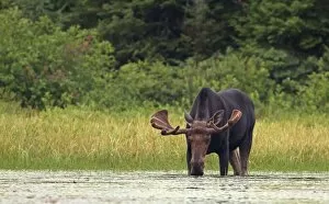 Images Dated 24th June 2014: Bull moose in marsh