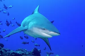 Images Dated 22nd September 2016: Bull Shark