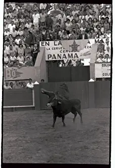 Bull Tossing Fighter into the Air