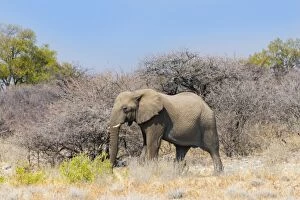 Bull wanders through the bush, African Elephant -Loxodonta africana-, Etosha National Park, Namibia