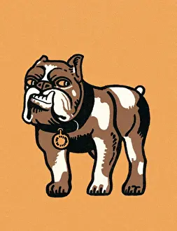 Bulldog