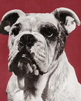 Illu Prints: Bulldog