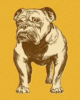 Illustration And Pa Prints: Bulldog