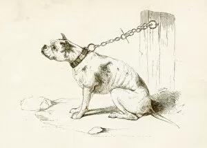 Images Dated 25th April 2017: Bulldog engraving 1851