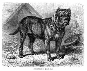 Images Dated 11th May 2017: Bulldog engraving 1894