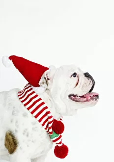 Images Dated 26th September 2006: bulldog wearing santa hat