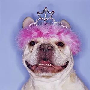Images Dated 23rd April 2004: Bulldog wearing tiara
