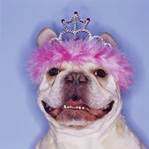 Images Dated 23rd April 2004: Bulldog wearing tiara
