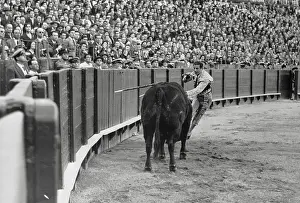 Sevilla Prints: Bullfighter Antonio Ordonez About to Kill A Bull