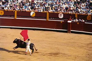 Delicate Prints: Bullfighter Teasing Bull