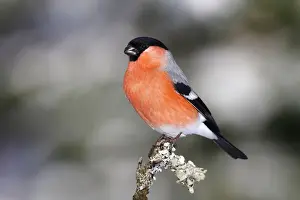 Finch Prints: Bullfinch -Pyrrhula-, male sitting on a lichen-covered branch