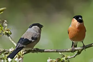 Passerine Prints: Bullfinch -Pyrrhula pyrrhula-, couple in the branches of a cherry tree