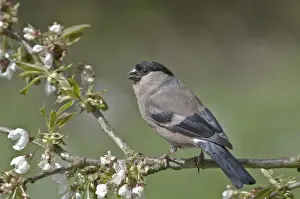 Female Animal Prints: Bullfinch -Pyrrhula pyrrhula-, female on a blossoming cherry tree