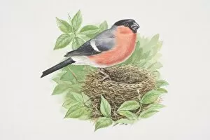 Bullfinch (Pyrrhula pyrrhula), illustration of bird with bright pinkish-red breast and cheeks, grey back