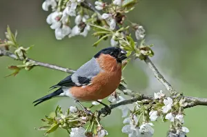 Cherry Tree Prints: Bullfinch -Pyrrhula pyrrhula-, male on a blossoming cherry tree