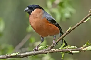 Finch Prints: Bullfinch -Pyrrhula pyrrhula-, male perched on branch