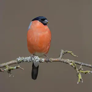 Biosphere Reserve Prints: Bullfinch (Pyrrhula pyrrhula), male sitting on branch